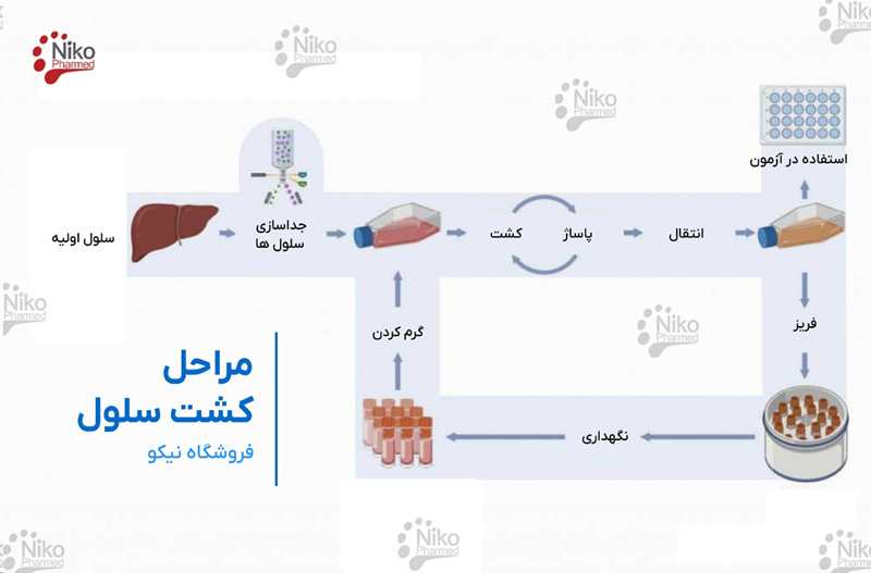 مراحل کشت سلول
