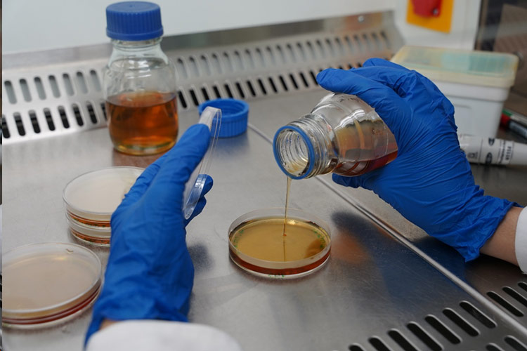 محیط کشت پایه