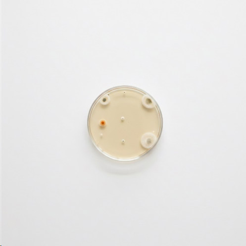 ظروف پلاستیکی آزمایشگاهی