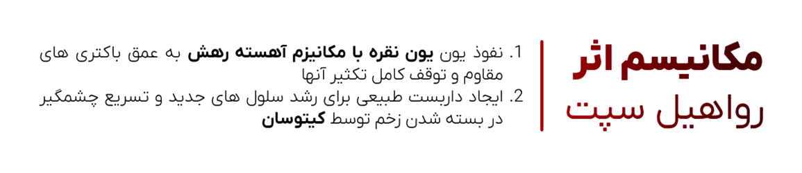 مکانیسم اثر اسپری ترمیم کننده و ضدعفونی کننده رواهیل سپت - حاوی نقره و کیتوسان